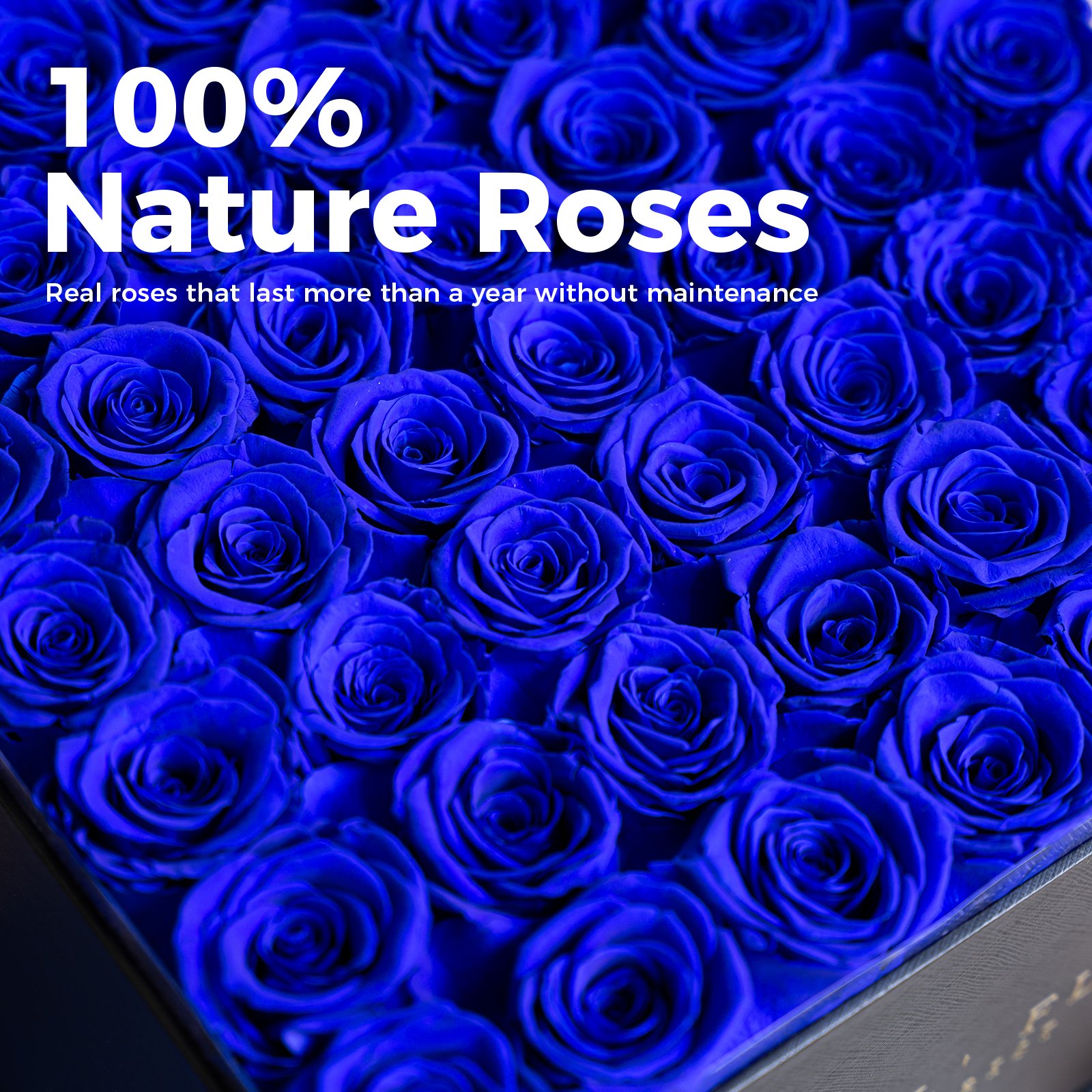 MCfloral New Product Ideas 2024 Floral Supplies Room Decor Rose Preserved Flower Long Lasting Forever Eternal Roses