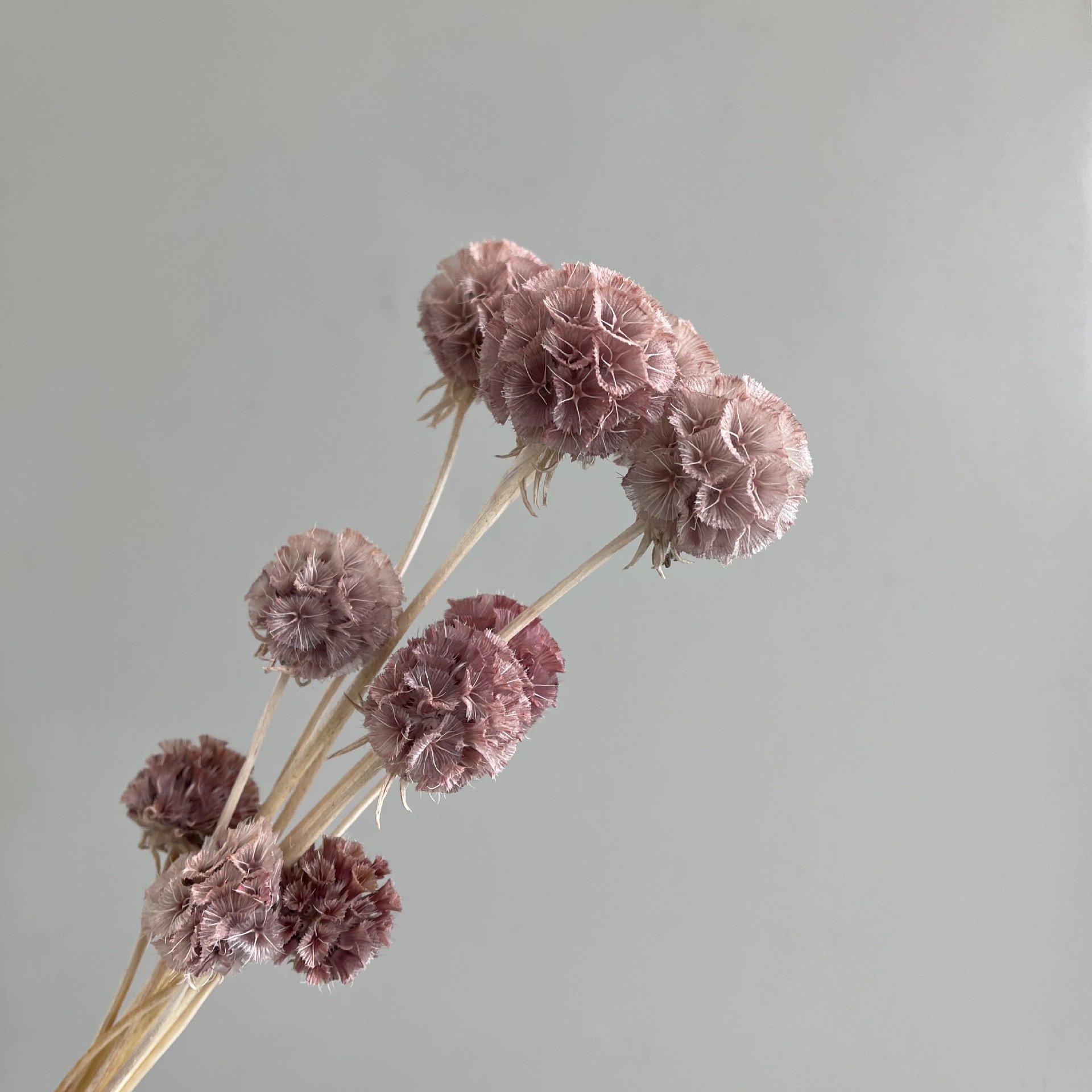 Amazon Hot Selling 2024 Home Decor Windmill Fruit Flower Scabiosa Artificial Flower For Flower Bouquet