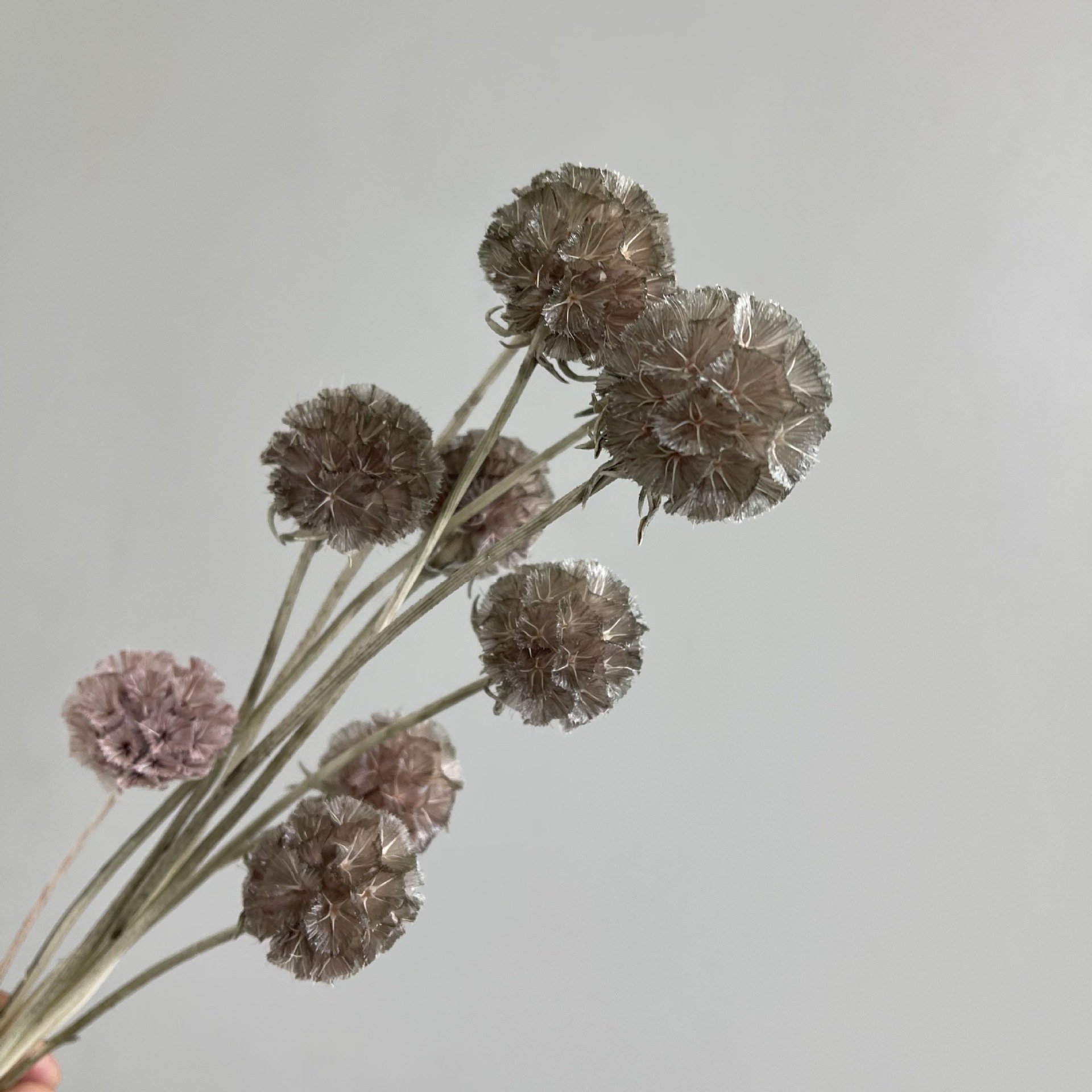 Amazon Hot Selling 2024 Home Decor Windmill Fruit Flower Scabiosa Artificial Flower For Flower Bouquet