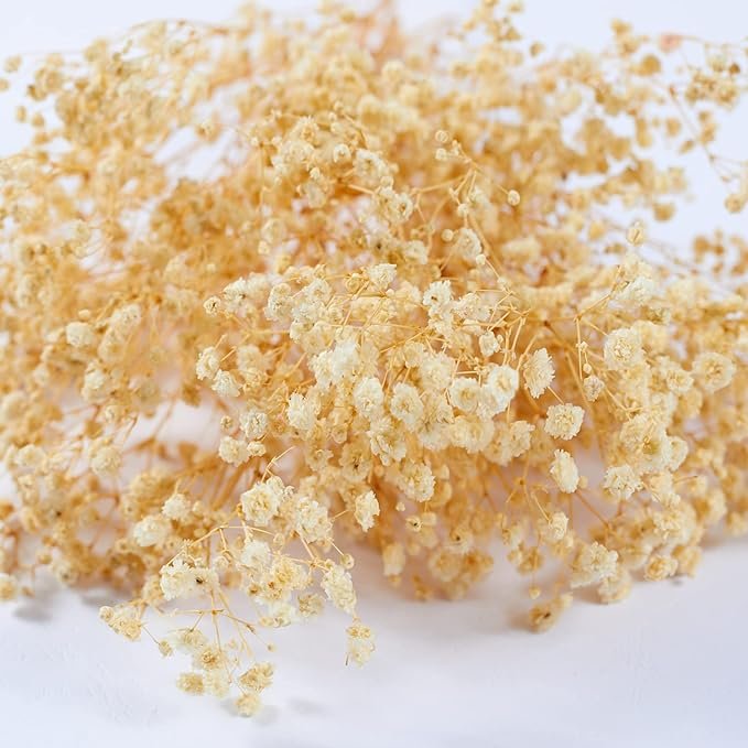 GM Preserved Baby's Breath Bunches 100% Natrual Fresh Gypsophila Long Lasting Flowers for Vase Arrangements Home Decoration