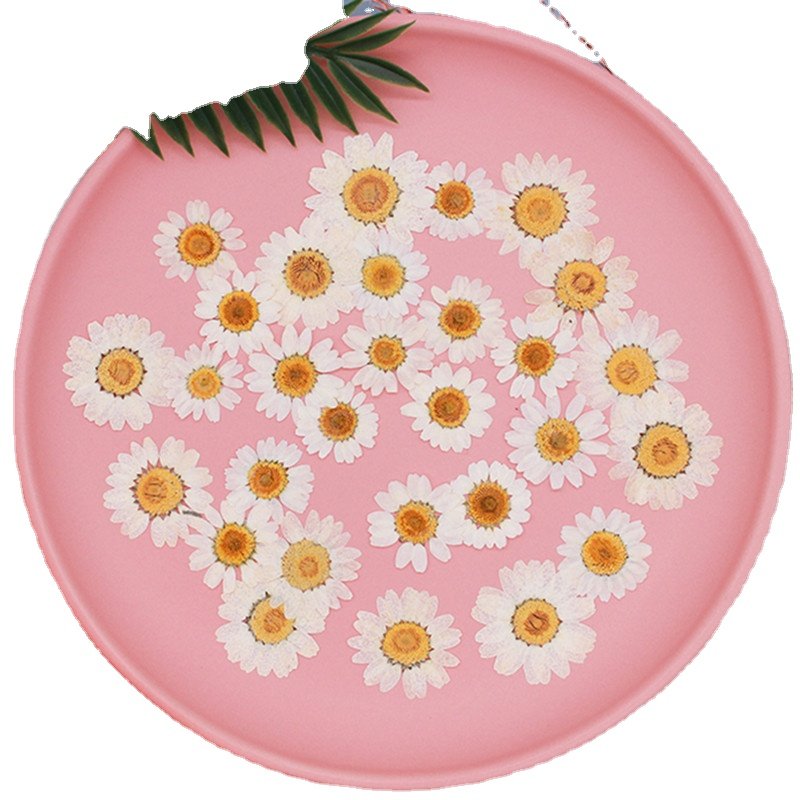 Wholesale Dried Pressed Flower White Real Daisies Chrysanthemum Flower Flowers for Decoration Nail Art