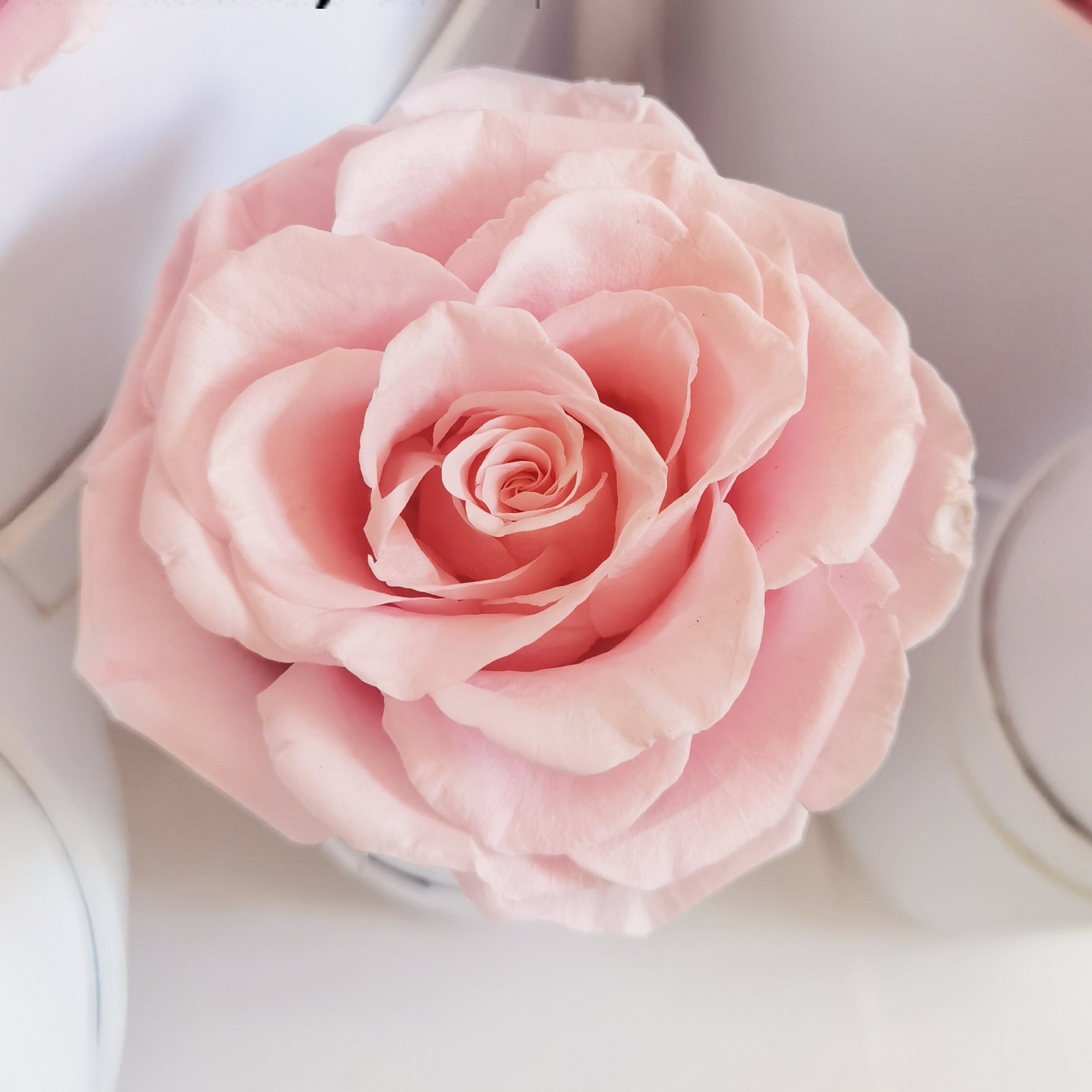 Wholesale Factory supply Anniversary Mothers Day Gifts Real Forever Everlasting Preserved Roses Box Flower In Box