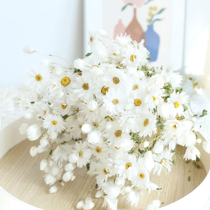 Preserved Dried Rhodanthe Manglesii White and Pink Daisies for Gift Wedding Home Decoration