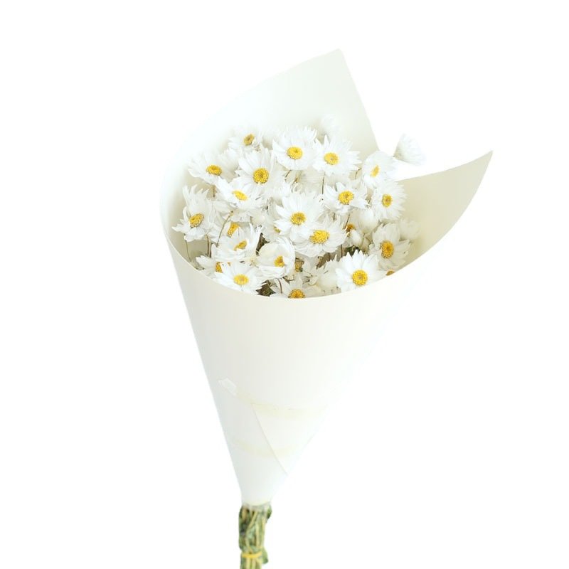 Preserved Dried Rhodanthe Manglesii White and Pink Daisies for Gift Wedding Home Decoration