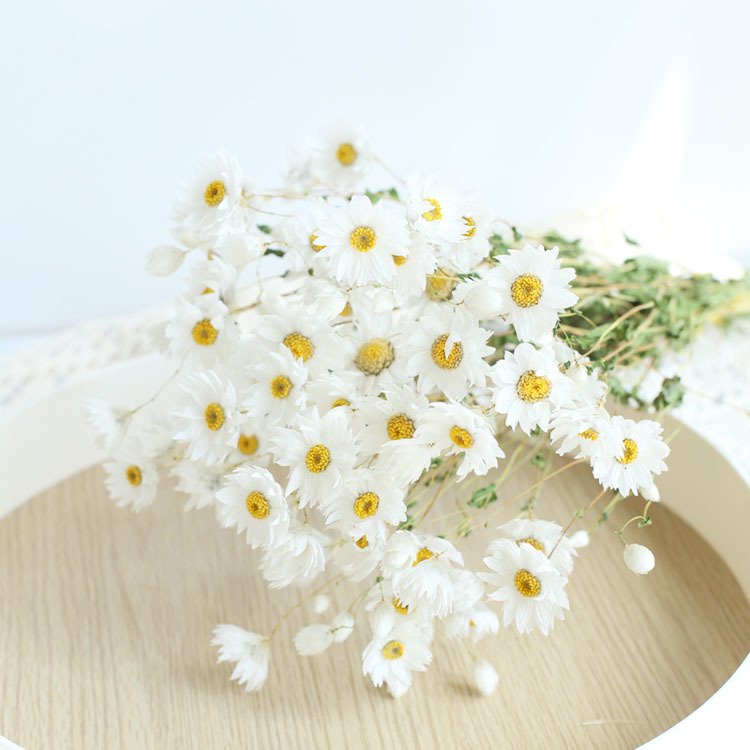 Preserved Dried Rhodanthe Manglesii White and Pink Daisies for Gift Wedding Home Decoration