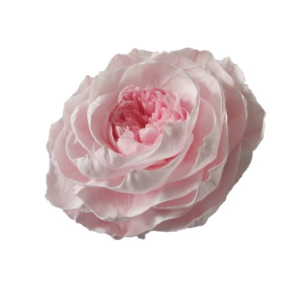 2024 Hot Selling 9-10 cm Artificial Peony Flower Handmade Lotus Eternal Rose Preserved Flowers For Valentine's Day Mothers Day