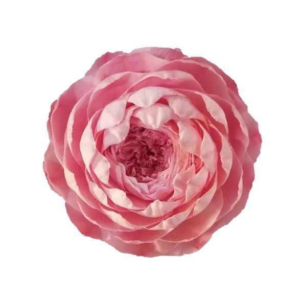 2024 Hot Selling 9-10 cm Artificial Peony Flower Handmade Lotus Eternal Rose Preserved Flowers For Valentine's Day Mothers Day