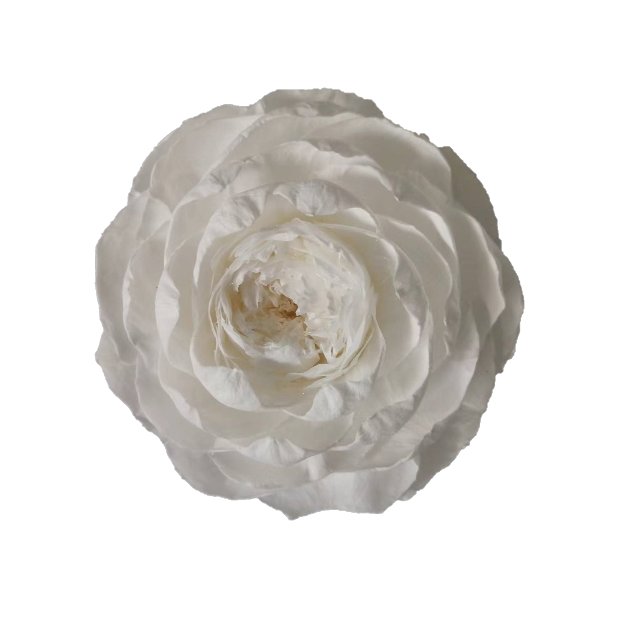 2024 Hot Selling 9-10 cm Artificial Peony Flower Handmade Lotus Eternal Rose Preserved Flowers For Valentine's Day Mothers Day