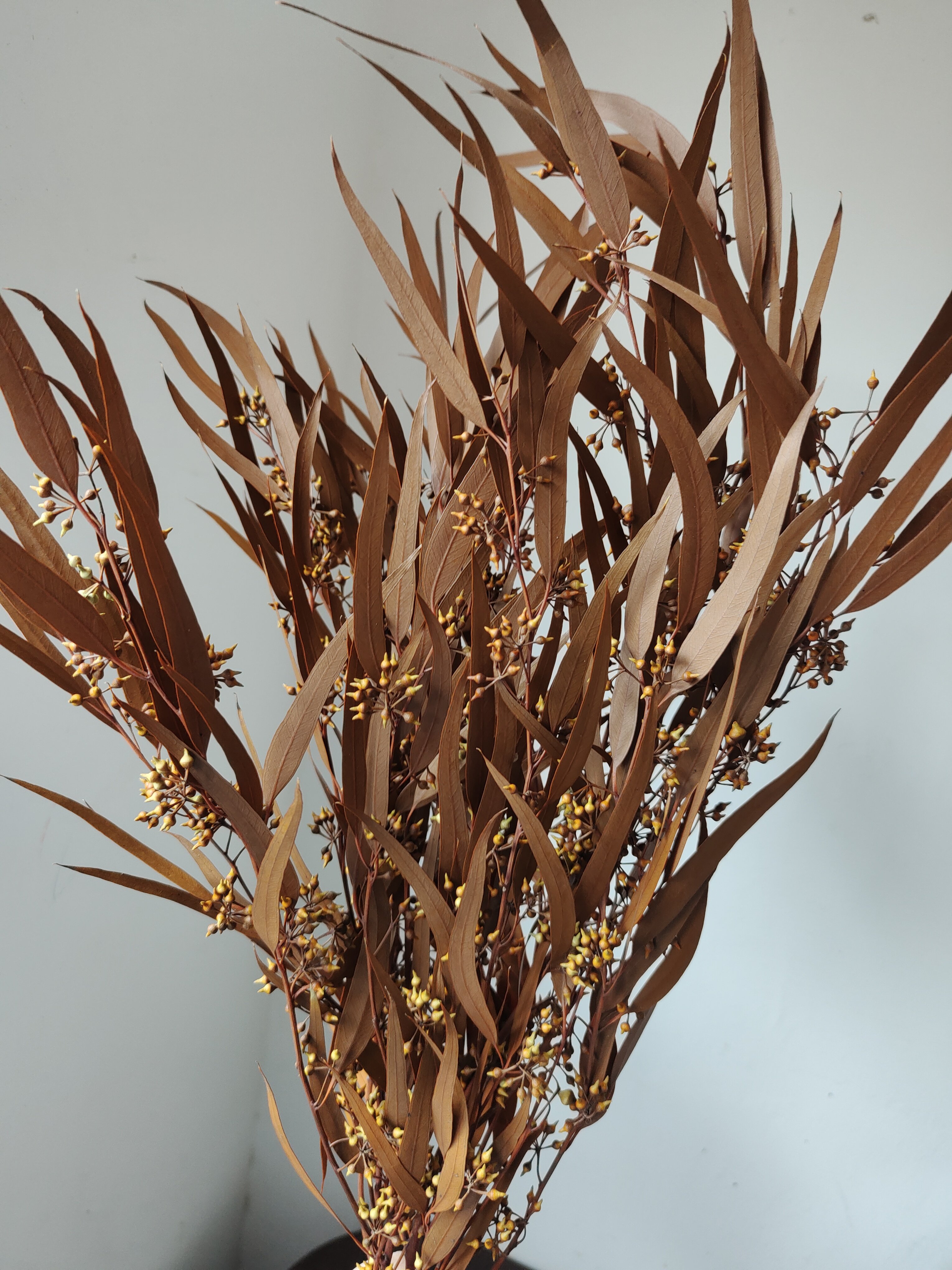Preserved Eucalyptus Olive Seeded Willow Leaves for Indoor Home & Office Decor; Millet Leaf Party Decoration Plants