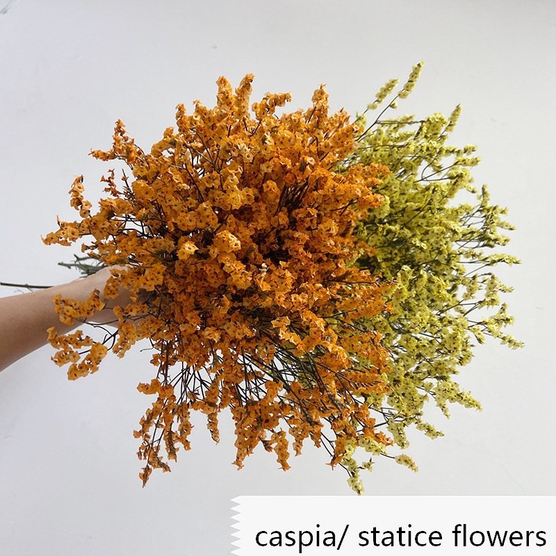 Preserved Natural Caspia Grass , German Statice Flower, Crystal grass