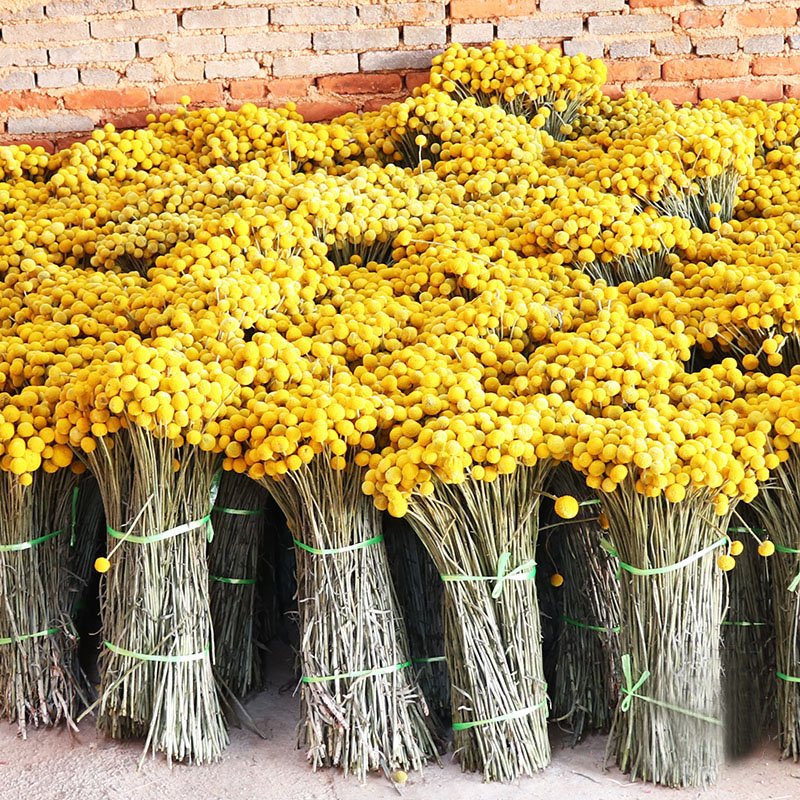 Hot selling Decorative Dried Flower Natural Golden Preserved Billy Ball