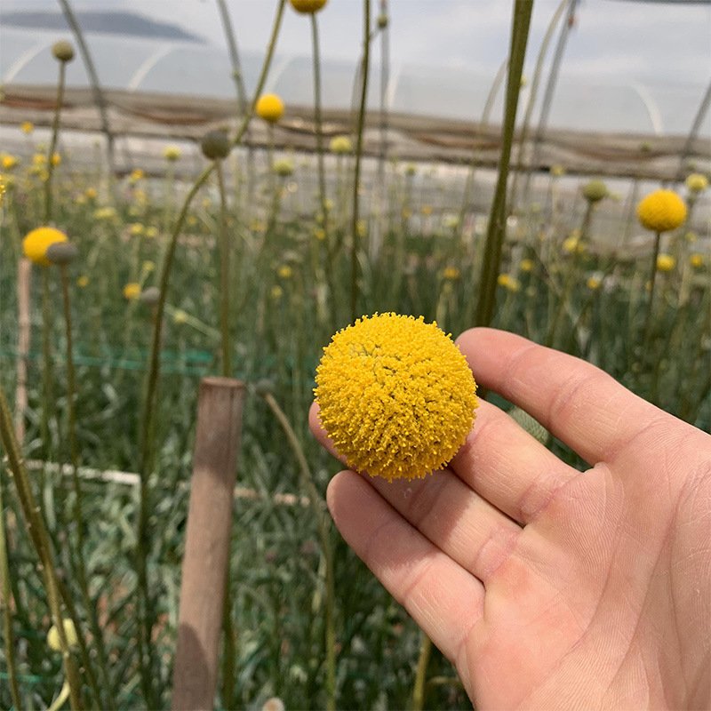 Hot selling Decorative Dried Flower Natural Golden Preserved Billy Ball