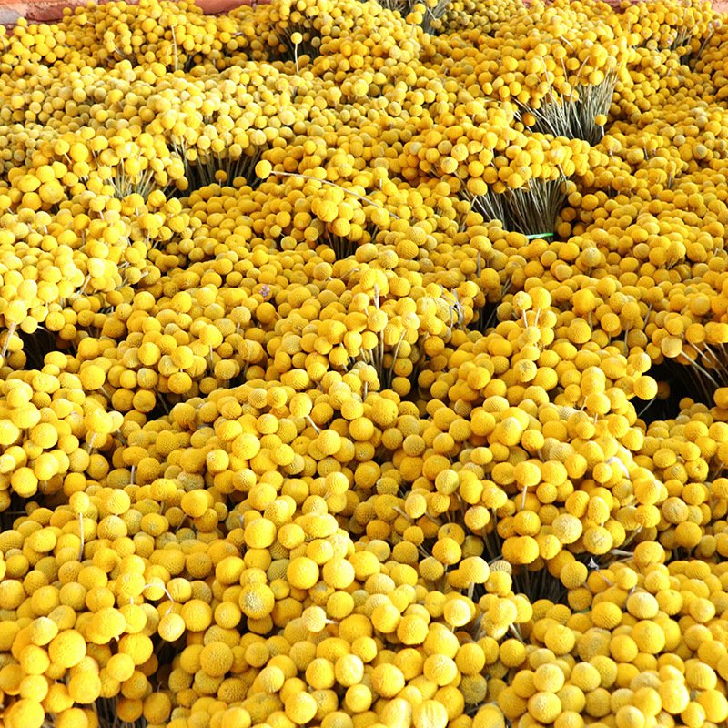Hot selling Decorative Dried Flower Natural Golden Preserved Billy Ball