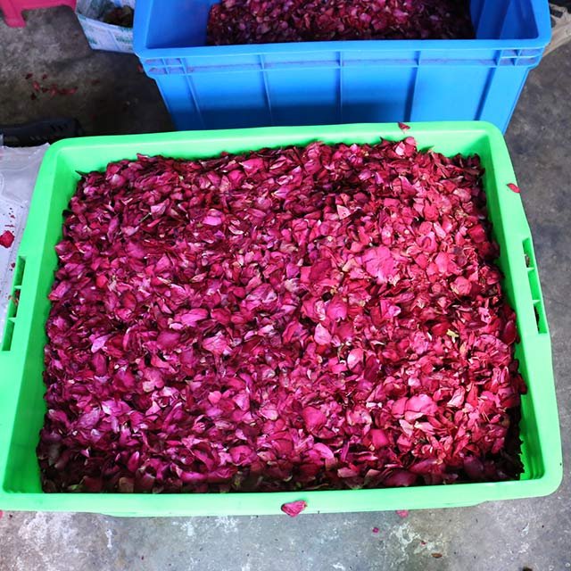 Organic Natural Dried Red & White Rose Petals Confetti Flowers for Bath & Wedding Decorative Lavender Rose Petals Home Occasion