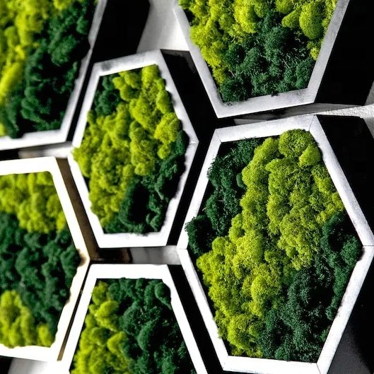 Boxed Preserved Flower Customized Preserved Moss Wall Art Frame For Home Decoration Christmas Decor