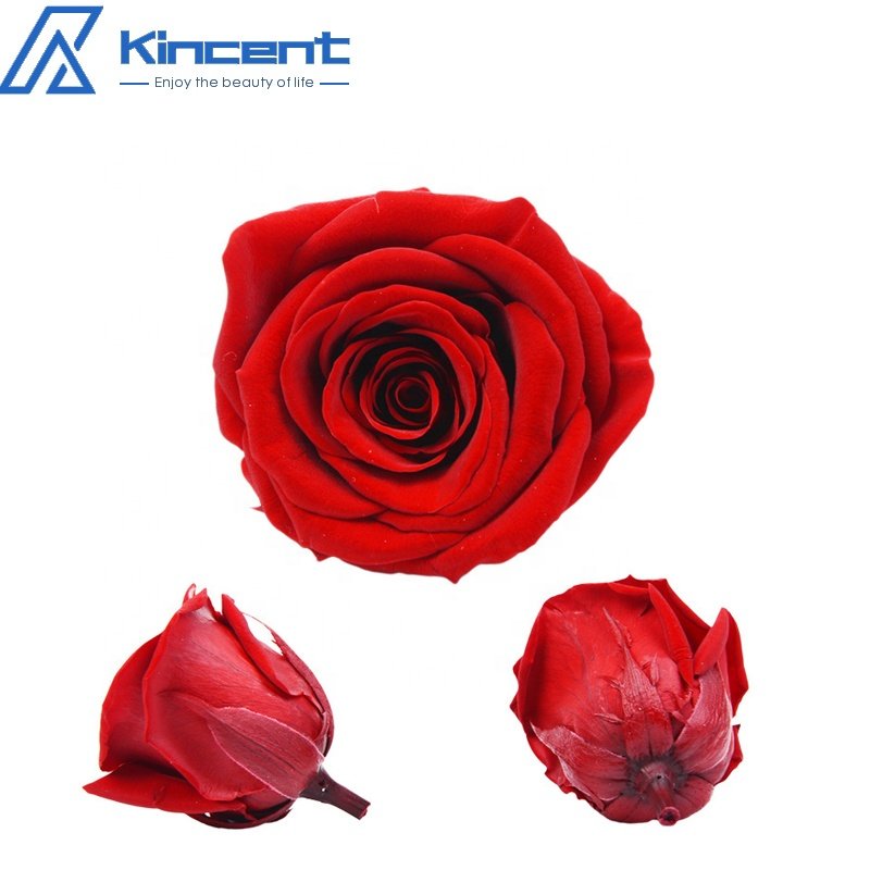 A Grade Preserved Rose Head 5-6cm Preserved Flowers Roses Wholesale DIY Flower Bouquet