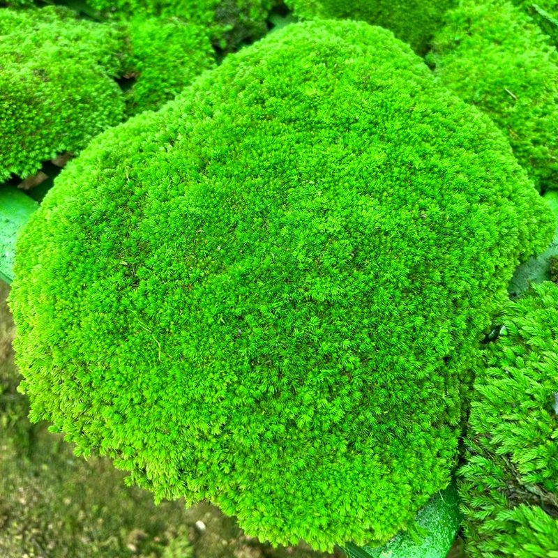 Last five years high quality natural colorful moss stabilized preserved pole bun pillow moss wall decor moss decorations