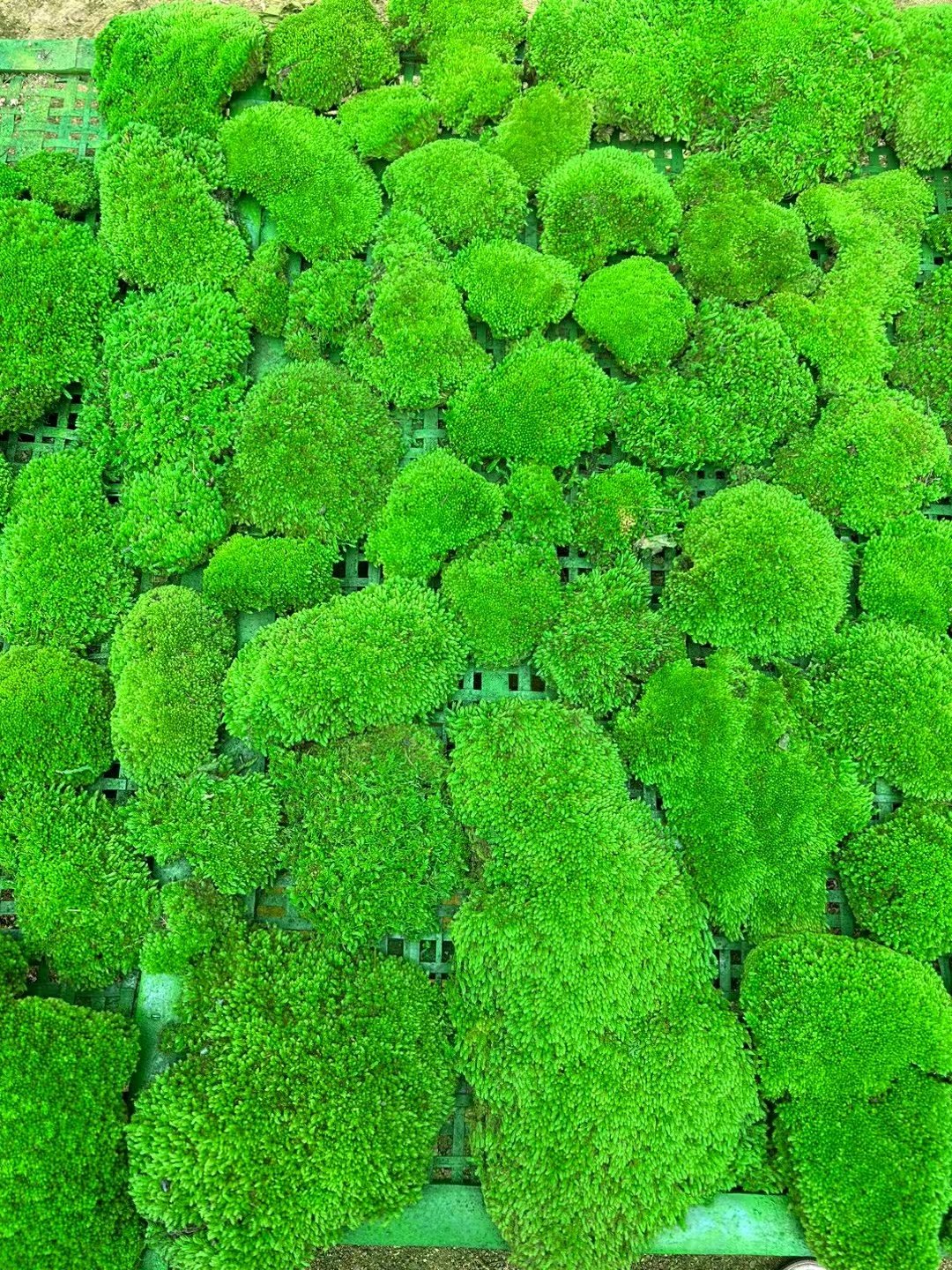 Last five years high quality natural colorful moss stabilized preserved pole bun pillow moss wall decor moss decorations