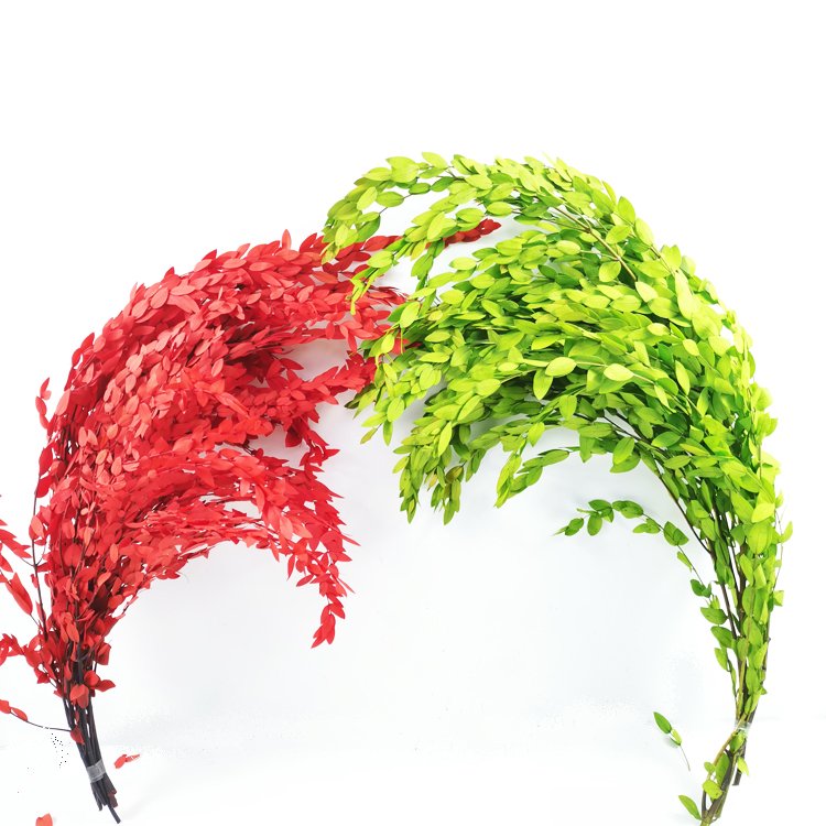 SumFlora Flower hot flower Preserved Eucalyptus For home decoration preserved flower eucalyptus tenuifolia