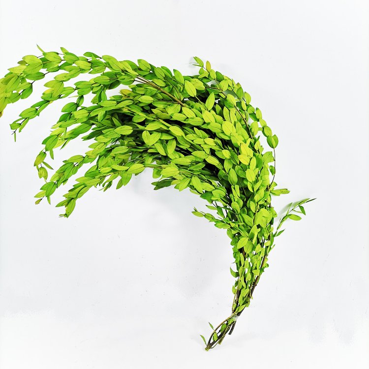 SumFlora Flower hot flower Preserved Eucalyptus For home decoration preserved flower eucalyptus tenuifolia