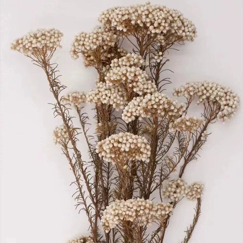 Yunan hot home decoration preserved rice flower used Valentine's Day and Wedding decoration