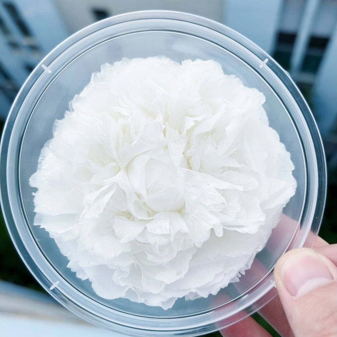 Wholesale 100% natural High Quality Preserved Flower Asia Peony Eternal Flower Head Everlasting Peony For Gift Box DIY Bouquet