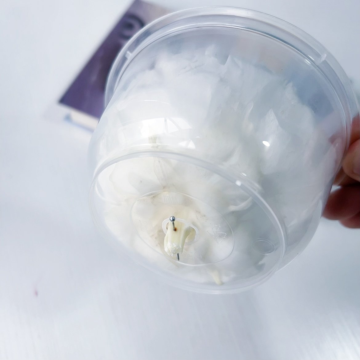 Wholesale 100% natural High Quality Preserved Flower Asia Peony Eternal Flower Head Everlasting Peony For Gift Box DIY Bouquet