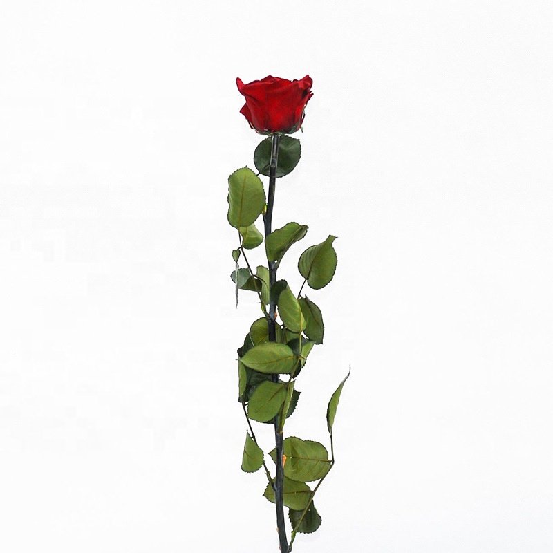 YAYUN A-1120 Wholesale Ecuador Preserved Roses Long Stem Flowers For Gift