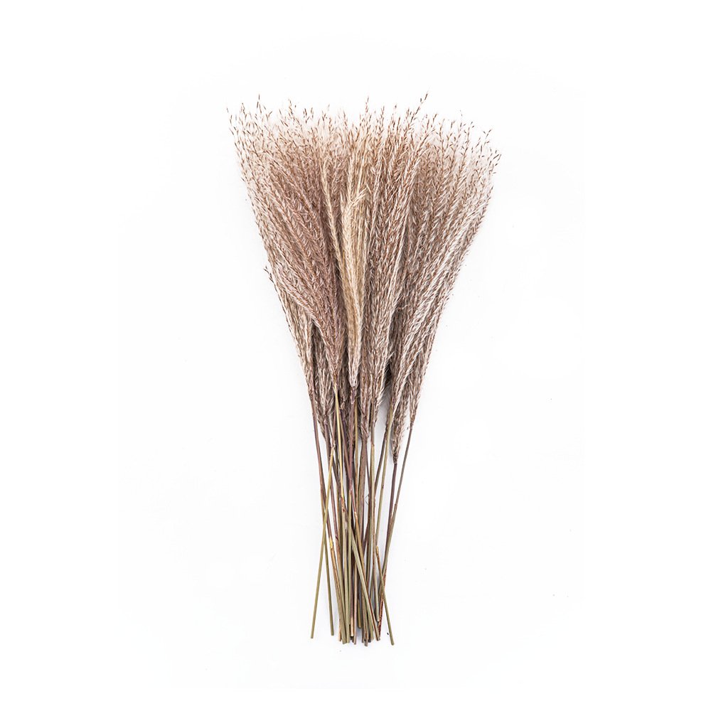 45cm Natural Dried Flowers Reed Real Flower Bouquet Pampas Grass for wedding decoration