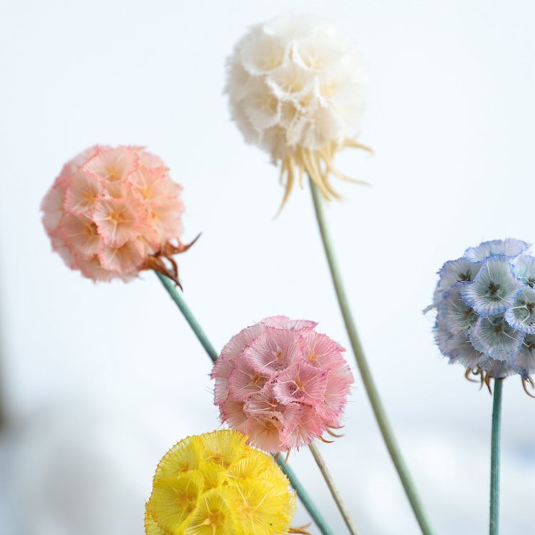 SumFlora Yunnan Preserved Flowers Natural Fresh Bouquet Combretocarpus Flower for Valentine's Day