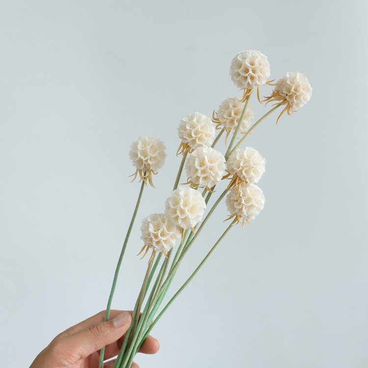 SumFlora Yunnan Preserved Flowers Natural Fresh Bouquet Combretocarpus Flower for Valentine's Day