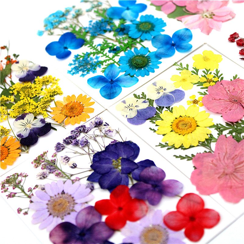 A-YH010 natural flower press baby's breath pansy hydrangea daisy Delphinium florals dried pressed flowers for resin art