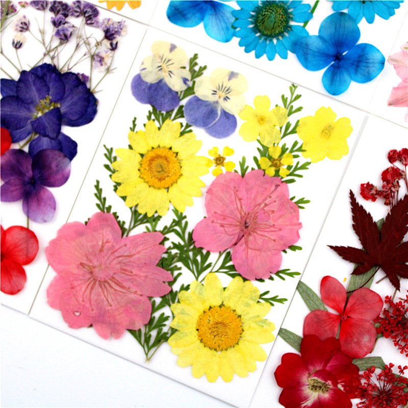A-YH010 natural flower press baby's breath pansy hydrangea daisy Delphinium florals dried pressed flowers for resin art