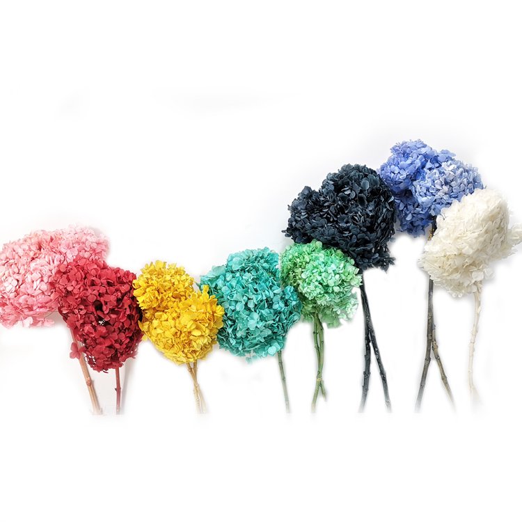 Sumflora Shining life eternal preserved flower large hydrangea for Wedding Decoration