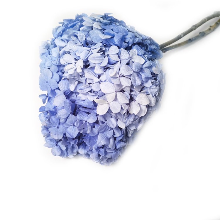 Sumflora Shining life eternal preserved flower large hydrangea for Wedding Decoration