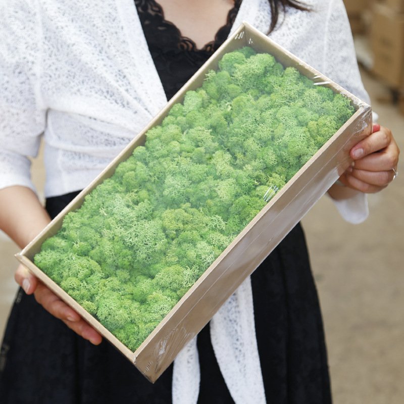 Preserved Moss Eternal Flower Material Stone Micro Landscape Dry Flower DIY Moss Plant Landscape Simulation Green Plant