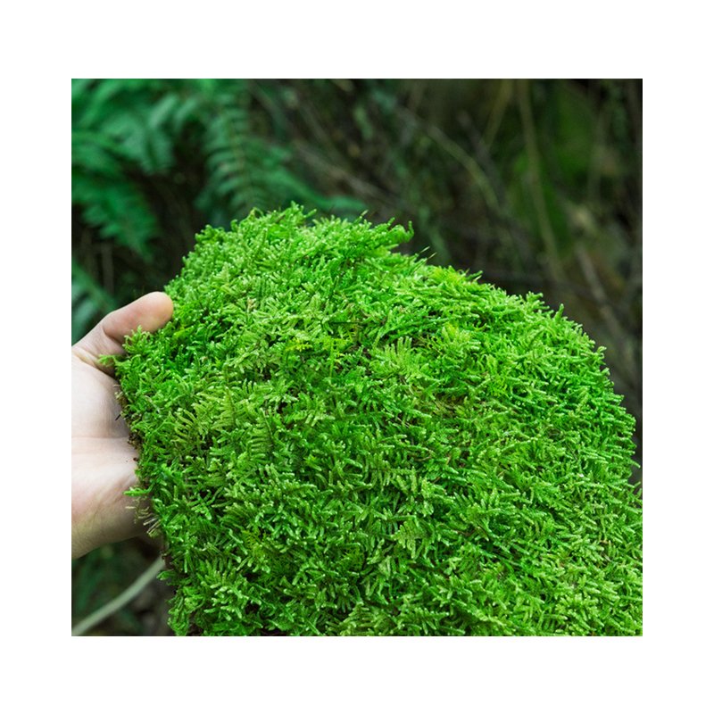 wholesale home office decoration natural dried reindeer pole moss leucobryum glaucum preserved sphagnum moss