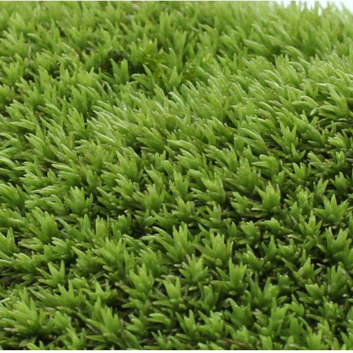 wholesale home office decoration natural dried reindeer pole moss leucobryum glaucum preserved sphagnum moss
