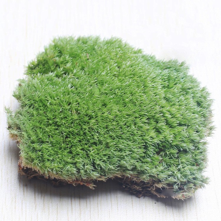 wholesale home office decoration natural dried reindeer pole moss leucobryum glaucum preserved sphagnum moss