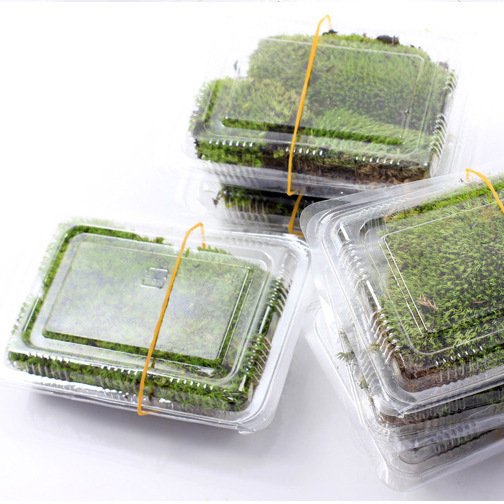 wholesale home office decoration natural dried reindeer pole moss leucobryum glaucum preserved sphagnum moss