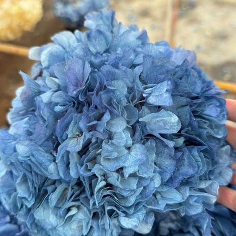 Best Quality Natural Immortal Preserved Flower Preserved Hydrangea From China White Hydrangea