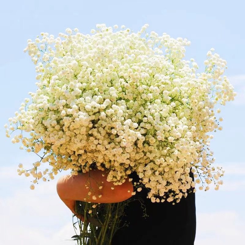 2024 hot selling flower preserved flower Baby breathy for Home/Wedding/party decoration for flower arrangement