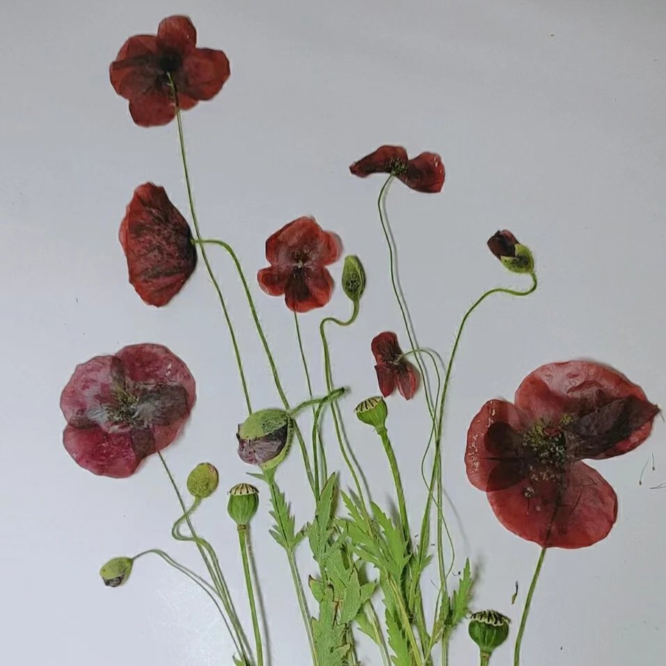 Pressed Poppy Flower