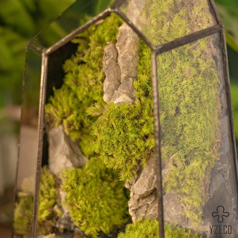 Hot Selling Creative Desktop Moss Micro Landscape Finished Bonsai For Desktop Decoration