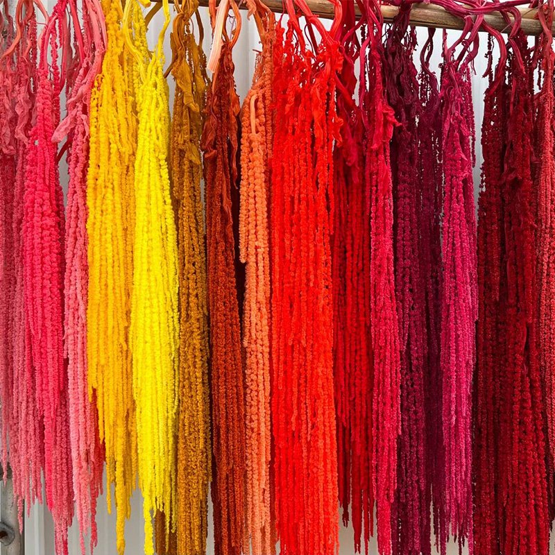 Natural Preserved Amaranthus Flowers Hanging type flower material