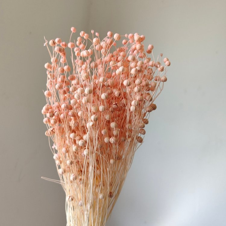 16-Color Rich Beans Dried Flowers Preserved 50g Bouquet and Handicrafts Bundles for Mother's Day