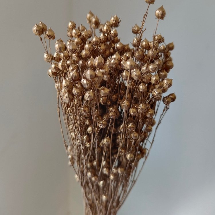 16-Color Rich Beans Dried Flowers Preserved 50g Bouquet and Handicrafts Bundles for Mother's Day