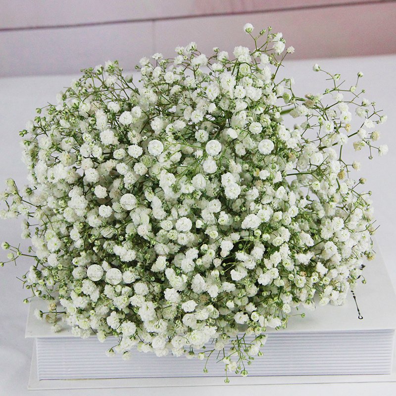 wholesale multiple colour Gypsophila natural dried preserved gypsophila flower bouquet