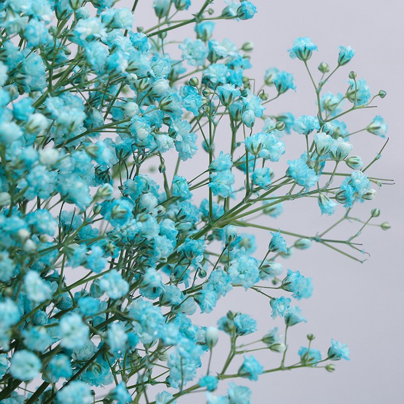 wholesale multiple colour Gypsophila natural dried preserved gypsophila flower bouquet