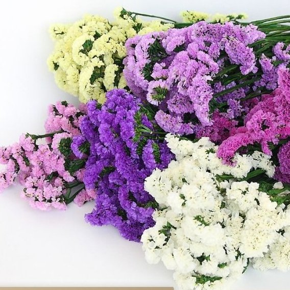 Preserved Flower Bouquet Myosotis Sylvatica Flowers Living Room Decoration Diy Material Dried Flowers For Home Decoration